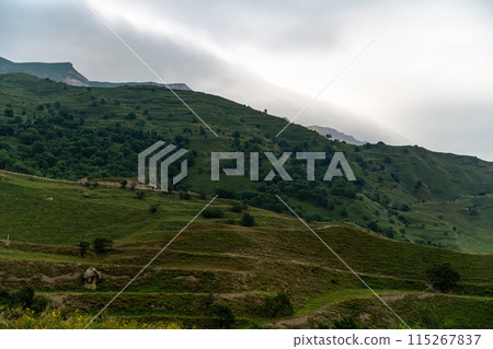 Chokhsky terraces Dagestan. Landscape of mountainous Dagestan with terraced fields and peaks mountains in the distance. 115267837