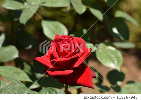 Crimson Spring Rose 115267945