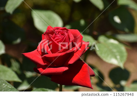 Crimson Spring Rose 115267948
