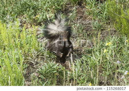 Hog nosed skunk, La Pampa province, Patagonia Argentina 115268017