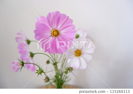 可愛的波斯菊,室內裝飾的可愛波斯菊花 可愛的波斯菊,室內裝飾的可愛波斯菊花 115268113