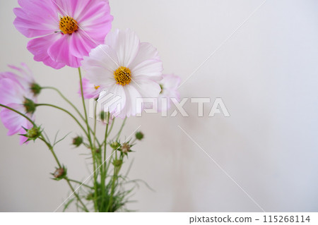 可愛的波斯菊，室內裝飾的可愛波斯菊花 115268114