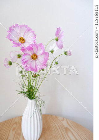 可愛的波斯菊，室內裝飾的可愛波斯菊花 115268115