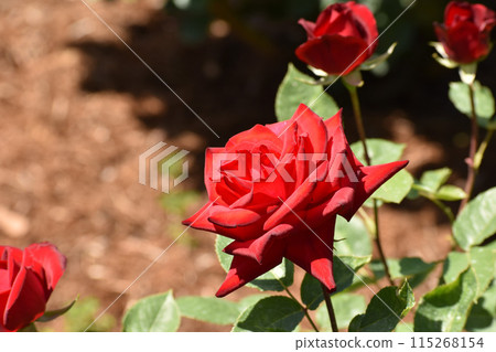 鮮紅的春玫瑰 鮮紅的春玫瑰 115268154