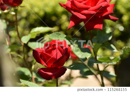 鮮紅的春玫瑰 鮮紅的春玫瑰 115268155