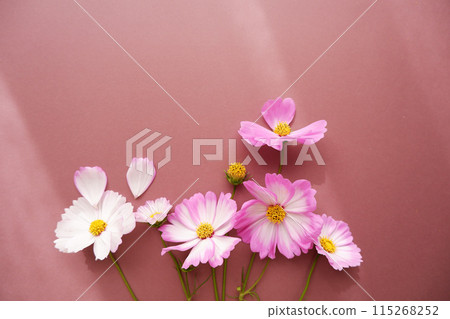 粉紅色波斯菊和白色波斯菊，美麗的波斯菊花有陽光背景 115268252
