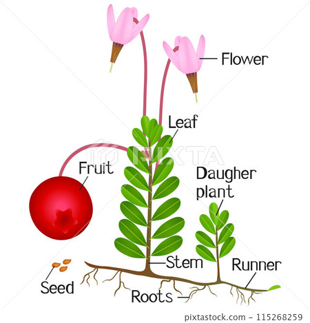 Parts of cranberry plant isolated on a white background. Parts of cranberry plant isolated on a white background. 115268259