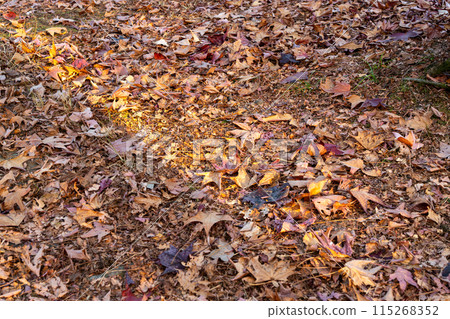 落日餘暉映照下的秋葉地毯 115268352