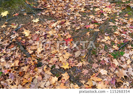 秋葉落葉 秋葉落葉 115268354
