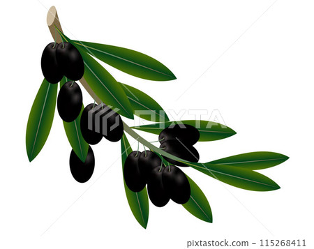Black olives on a branch. Black olives on a branch. 115268411
