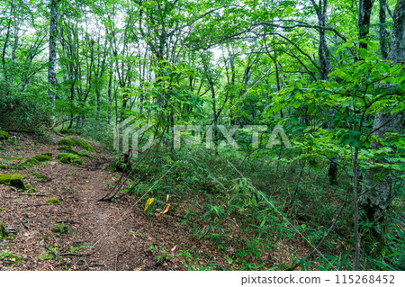夏季的若杉天然林 - 散步道和天然林 - 岡山縣會田郡西粟倉村 夏季的若杉天然林 - 散步道和天然林 - 岡山縣會田郡西粟倉村 115268452