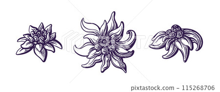 Edelweiss flower in bloom. Hand drawn collection Edelweiss flower in bloom. Hand drawn collection 115268706