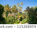 Palm trees in Albert 1st garden 115268959