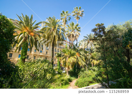 Palm trees in Albert 1st garden 115268959