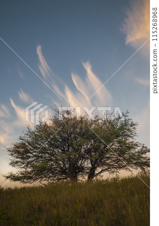 Calden forest landscape, Geoffraea decorticans plants, La Pampa province, Patagonia, Argentina. 115268968