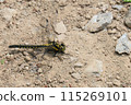A small black dragonfly resting on the ground 115269101