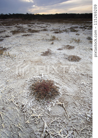 Saltpeter on the floor of a lagoon in a semi desert environment, La Pampa province, Patagonia, Argentina. 115269209