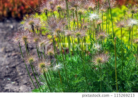 Beautiful primrose flowers, spring flowers, primrose Pulsatilla patens in Latin Beautiful primrose flowers, spring flowers, primrose Pulsatilla patens in Latin 115269213