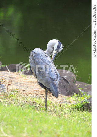 一隻灰鷺在水邊梳理自己的毛髮 115269268