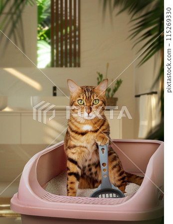 Bengal cat in the toilet. Training a cat to use the litter box. 115269330