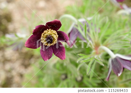 Pulsatilla japonica (Ranunculaceae) A perennial plant of the genus Pulsatilla 115269433