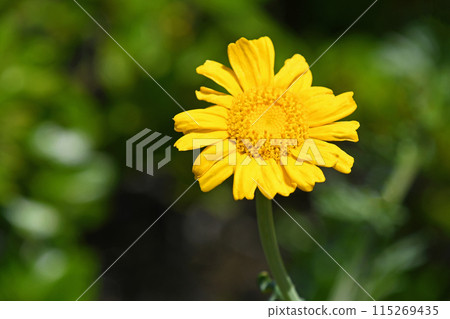 Flowers of Haruhiko 115269435