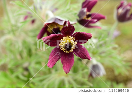 Pulsatilla japonica (Ranunculaceae) A perennial plant of the genus Pulsatilla 115269436