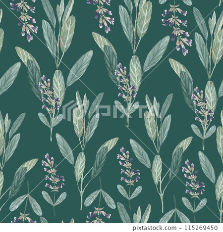 Sage plant seamless pattern in soft green summer colors. Hand painted in watercolor. High quality illustration for packages of an essential oil, oil infusions, tea, wallpaper, wrapping paper, textile Sage plant seamless pattern in soft green summer colors. Hand painted in watercolor. High quality illustration for packages of an essential oil, oil infusions, tea, wallpaper, wrapping paper, textile 115269450