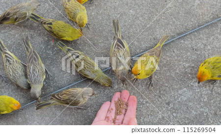 Person Feeding Small Yellow Birds Directly from Their Hand 115269504