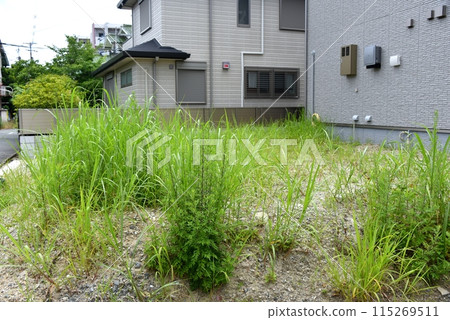 Open space full of weeds Open space full of weeds 115269511