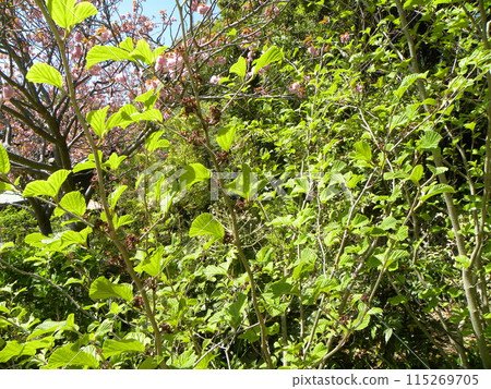 A mansaku tree after the flowers have finished blooming 115269705