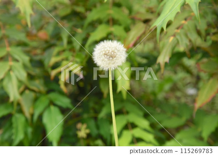 Fluffy dandelion flower Fluffy dandelion flower 115269783