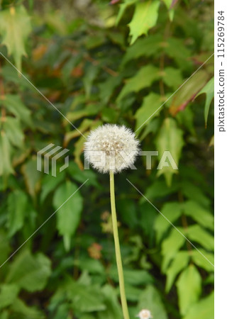 蒲公英的絨毛 蒲公英的絨毛 115269784