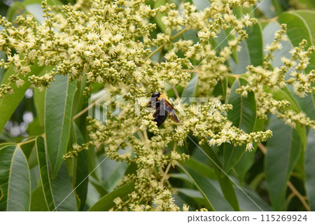 A bear sticking white shrub flower nectar 115269924