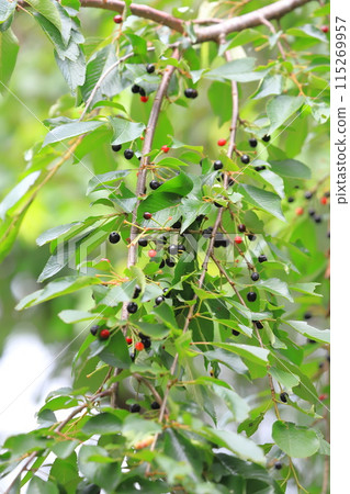 Red and black ripe fruits of weeping cherry tree Red and black ripe fruits of weeping cherry tree 115269957