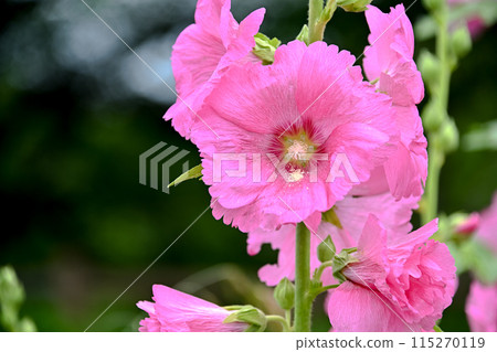 蜀葵 115270119
