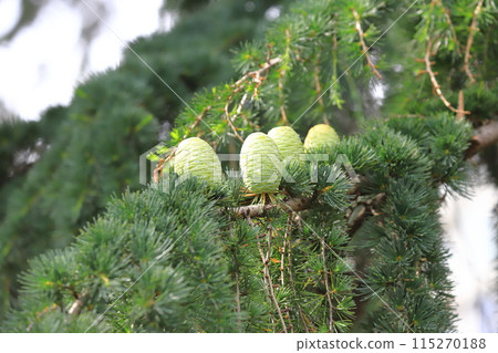 Large Himalayan cedar pine cones Large Himalayan cedar pine cones 115270188