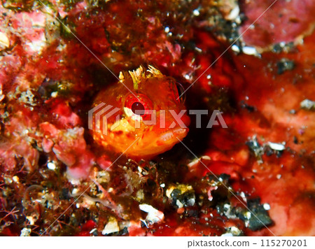 Rock gnomefish, Izu Oshima Rock gnomefish, Izu Oshima 115270201