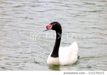 The black neck and White goose in river The black neck and White goose in river 115270231