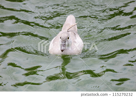 The white call duck(anas platyrhynchos domesticus)in the garden The white call duck(anas platyrhynchos domesticus)in the garden 115270232