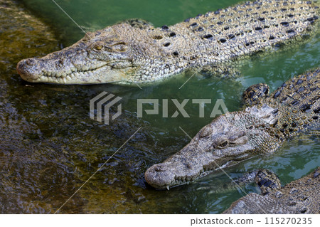 The salt crocodile swimming on the river near canal 115270235