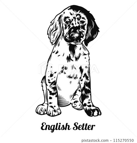 Puppy English Setter - Dog Breed, Funny dog Vector File, detailed vector Puppy English Setter - Dog Breed, Funny dog Vector File, detailed vector 115270550