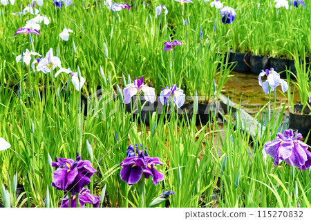 Odawara City, Kanagawa Prefecture Iris of Odawara Castle 115270832