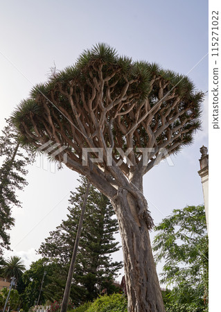 Canarian dragon tree is an emblematic tree of Tenerife, Spain, 06-06-2024 115271022