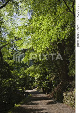 Kurama Temple: A beautiful approach with sunlight filtering through the trees and fresh greenery. Vertical composition 2 Kurama Temple: A beautiful approach with sunlight filtering through the trees and fresh greenery. Vertical composition 2 115271279