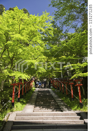 Kurama Temple: Beautiful approach with fresh greenery and sunlight filtering through the trees: Vertical composition 1 Kurama Temple: Beautiful approach with fresh greenery and sunlight filtering through the trees: Vertical composition 1 115271285