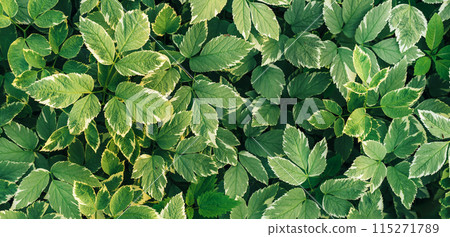 Background of colorful leaves of field plants 115271789