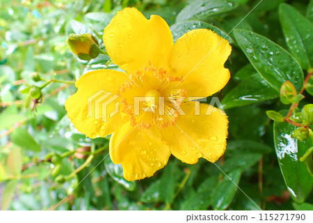 雨後的錦芝梅 雨後的錦芝梅 115271790