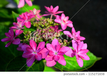 Hydrangea Hydrangea 115271838
