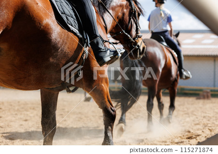 Horse riding school. Little children girls at group training equestrian lessons at outdoors ranch horse riding yard. Cute little beginner kid, closeup feet leg chestnut brown horse 115271874
